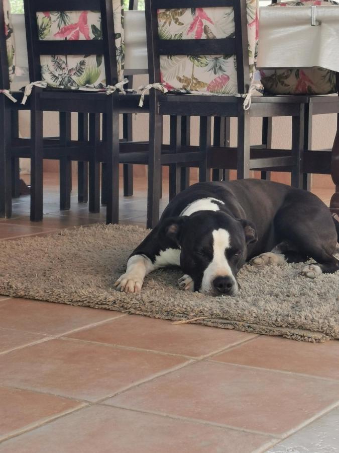 Villa Lamanova Rovinj Eksteriør bilde